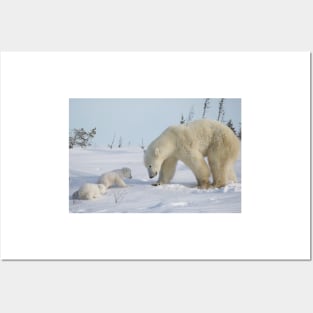 Mother polar bear watching over her two newborn cubs Posters and Art